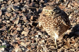 Athene cunicularia - Burrowing Owl