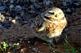 Athene cunicularia - Burrowing Owl