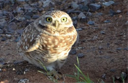 Athene cunicularia - Burrowing Owl