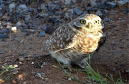 Athene cunicularia - Burrowing Owl