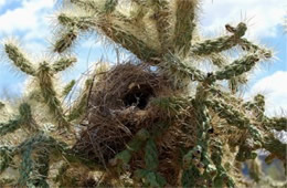 Birdnest in Cactus