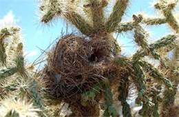 Birdnest in Cactus