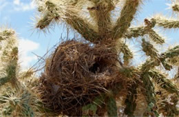 Birdnest in Cactus