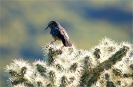 Campylorhynchus brunneicapillus - Cactus Wren