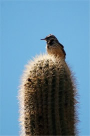 Campylorhynchus brunneicapillus - Cactus Wren