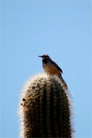 Campylorhynchus brunneicapillus - Cactus Wren