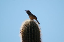 Campylorhynchus brunneicapillus - Cactus Wren