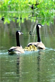 Branta canadensis - Canadian Geese and Goslings