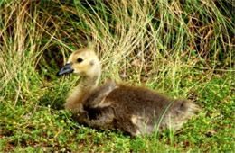 Branta canadensis - Canadian Gosling