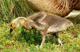 Branta canadensis - Canadian Gosling