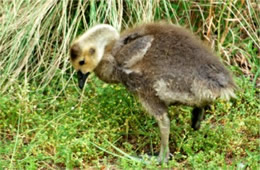 Branta canadensis - Canadian Gosling