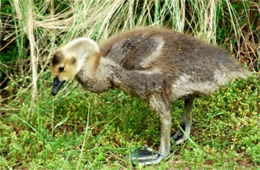 Branta canadensis - Canadian Gosling