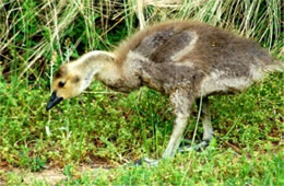 Branta canadensis - Canadian Gosling