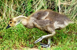 Branta canadensis - Canadian Gosling