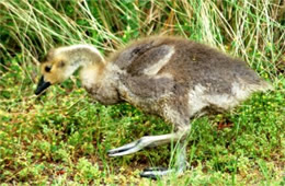 Branta canadensis - Canadian Gosling