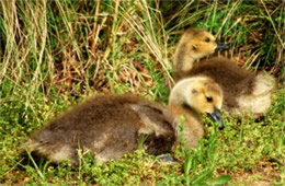 Branta canadensis - Canadian Goslings