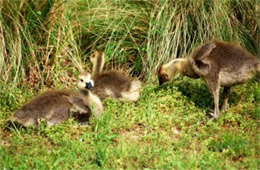 Branta canadensis - Canadian Goslings