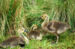 Branta canadensis - Canadian Goslings