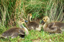 Branta canadensis - Canadian Goslings