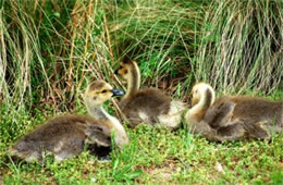 Branta canadensis - Canadian Goslings