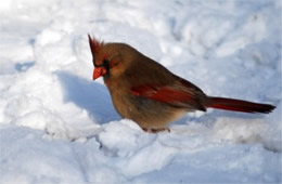 Cardinalis cardinalis - Cardinal (female)