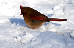 Cardinalis cardinalis - Cardinal (female)