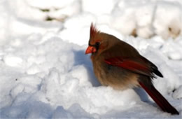 Cardinalis cardinalis - Cardinal (female)