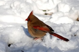 Cardinalis cardinalis - Cardinal (female)