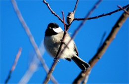 Poecile carolinensis - Carolina Chickadee