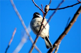 Poecile carolinensis - Carolina Chickadee