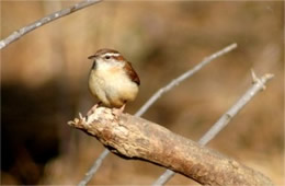 Thryothorus ludovicianus - Carolina Wren