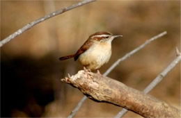 Thryothorus ludovicianus - Carolina Wren