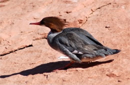 Mergus merganser - Common Merganser Female