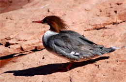 Mergus merganser - Common Merganser Female