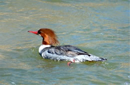 Mergus merganser - Common Merganser Female