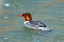 Mergus merganser - Common Merganser Female