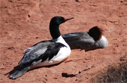 Mergus merganser - Common Merganser Pair