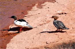 Mergus merganser - Common Merganser Pair