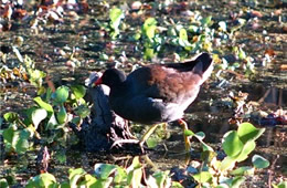 common moorhen