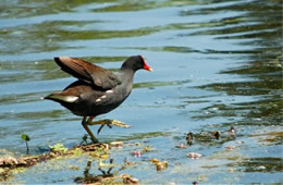 common moorhen