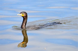 Phalacrocorax - Cormorant