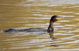 Phalacrocorax - Cormorant