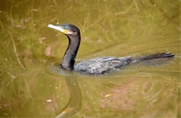 Phalacrocorax - Cormorant