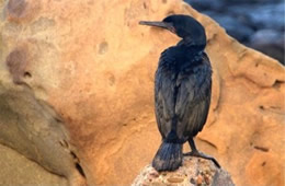 Phalacrocorax - Cormorant