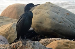 Phalacrocorax - Cormorant