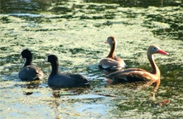 coots and whistlers