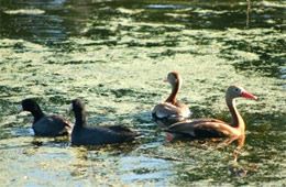 coots and whistlers