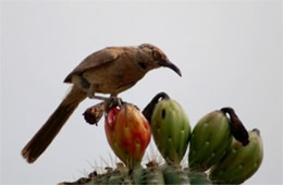 Toxostoma curvirostre - Curve-billed Thrasher