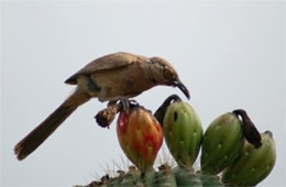 Toxostoma curvirostre - Curve-billed Thrasher