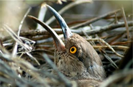 Toxostoma curvirostre - Curve-billed Thrasher